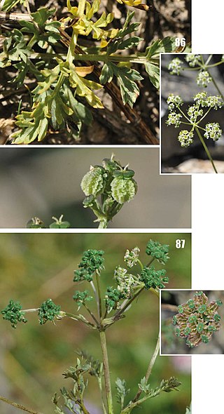 <i>Aulacospermum</i> Genus of flowering plants