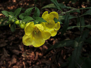 <i>Aureolaria virginica</i> species of plant