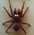 AustralianMuseum Spider specimen 03. 
 JPG