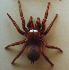 פוחלץ עכביש במוזיאון באוסטרליה