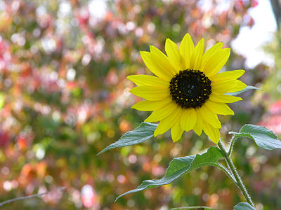 Sunflower (Helianthus annuus)