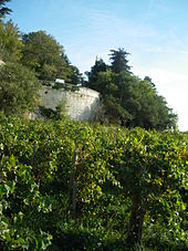 Innerstädtische Weinreben am Fuße des Jardin des Doms