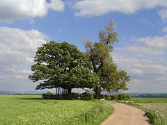 En la primavera de 2005