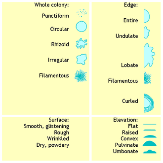 Some terms used to describe colonial morphology Bacterial colony morphology.png