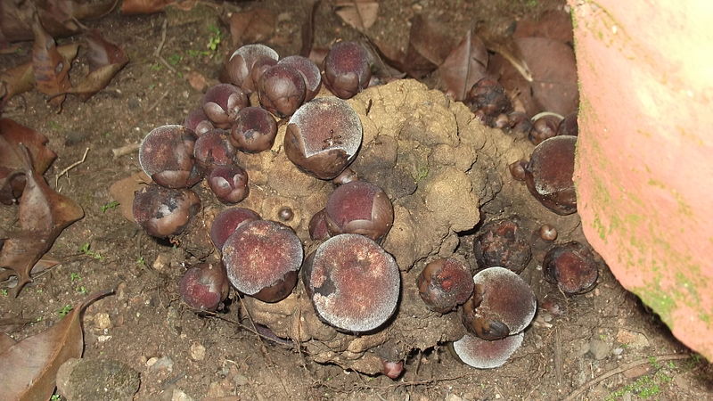 File:Balanophora fungosa-BSI-4-yercaud-salem-India.JPG