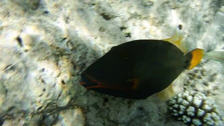 ไฟล์:Balistapus undulatus. Orangestreifen-Drückerfisch DSCF5376.webm