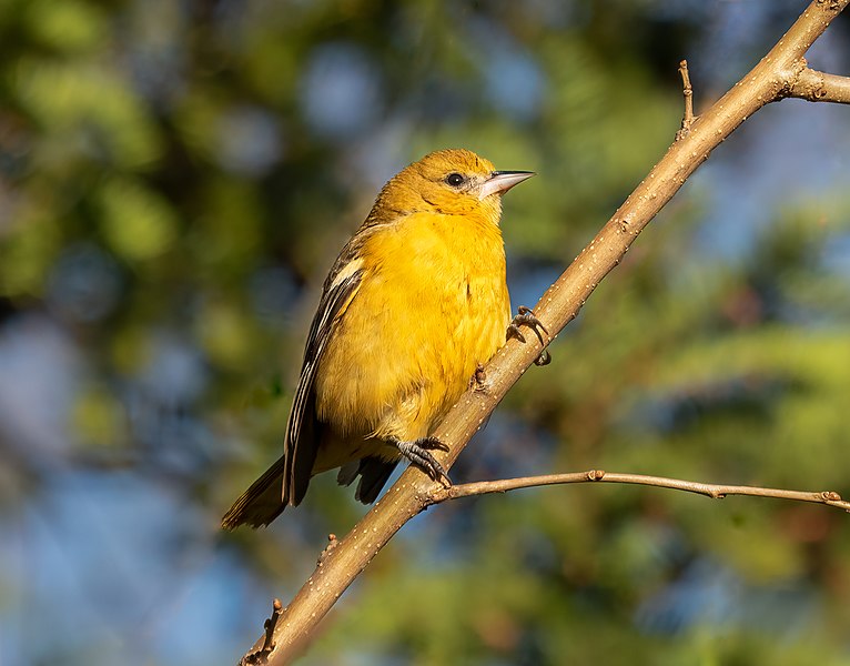 File:Baltimore oriole in GWC (21861).jpg