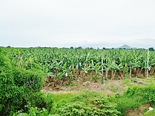 Banana Plantation, Padada Banana Plantation, Padada.JPG