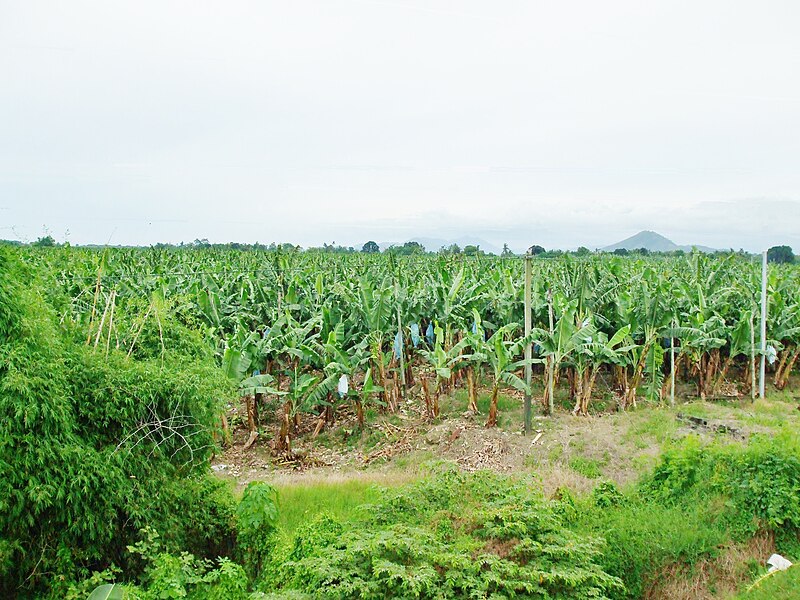 File:Banana Plantation, Padada.JPG