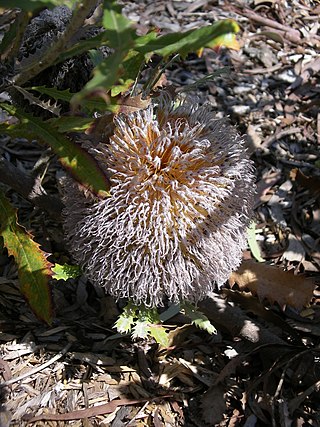 <i>Banksia baueri</i> Species of shrub in the family Proteaceae native to Western Australia