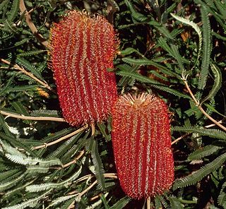 <i>Banksia brownii</i> Species of shrub in the family Proteaceae found in southwest Western Australia