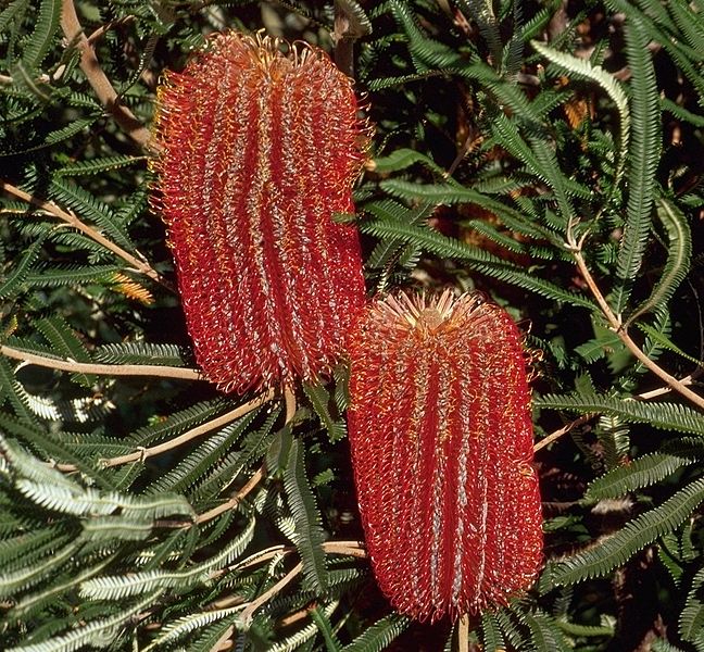 File:Banksia brownii shrubby cropped.jpg