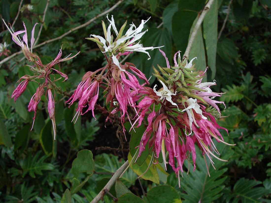 Bauhinia divaricata