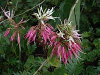 Bauhinia divaricata