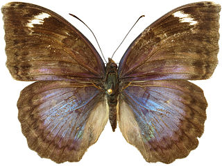 Bebearia barce Species of butterfly