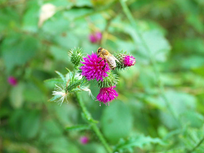 File:Bee On Thistle - panoramio.jpg