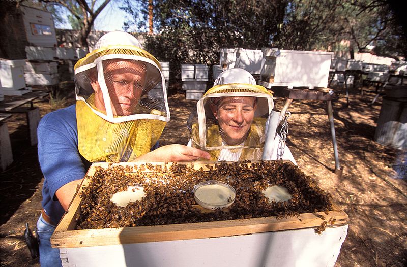 File:Beekeeper77-300.jpg