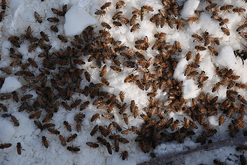 File:Bees of Virginia.JPG