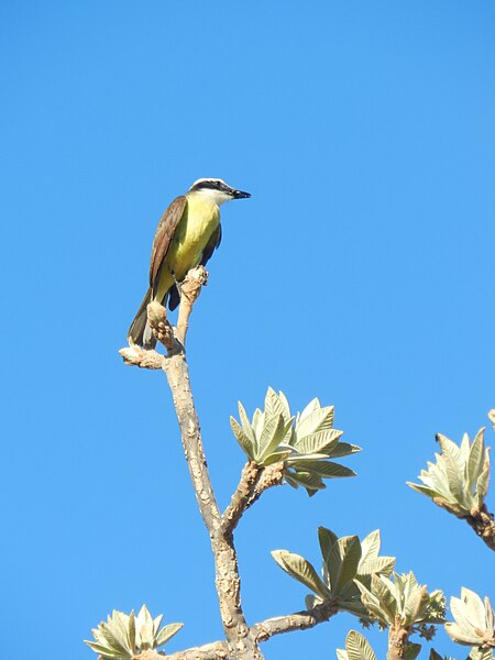 File:Bem -ti-vi - Cantador dos quintais.jpg