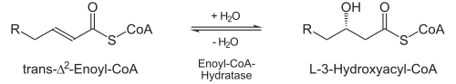 Beta-Oxidation2.svg