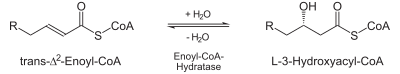 Beta-Oxidation2.svg