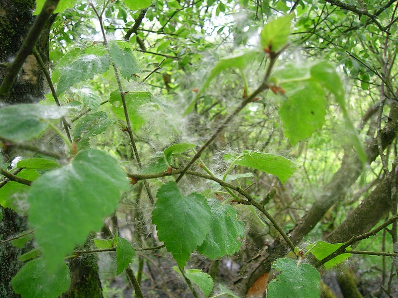 File:Betula pubescens and Salix cinerea seeds.JPG