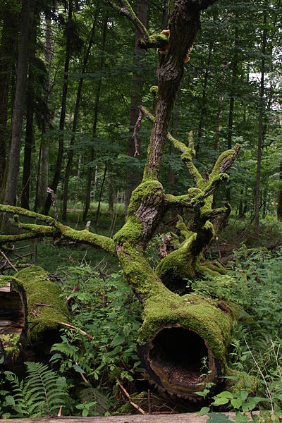 File:Białowieski Park Narodowy 19.jpg