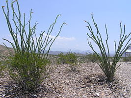 Big Bend National Park PB112579.jpg