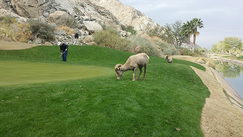 File:Bighorn sheep seeking greener pastures on a golf course during a drought (9216).jpg