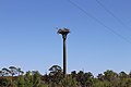 Bird nesting pole