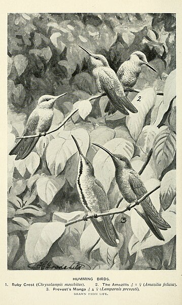 File:Bird notes (1902) (14747532054).jpg