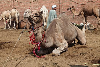 Birqasch kamelmarked