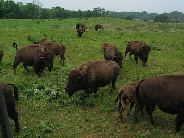 Bison Farm