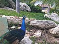 The Black-Shouldered Peacock was once thought to be a distinct subspecies, but is now considered a colour mutation