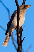 Black-eared Miner (Manorina melanotis) (8079664126).jpg