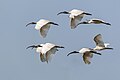 * Nomination Black-headed Ibis in flight, Koshi Tappu Wildlife Reserve area. By User:Mildeep --Nabin K. Sapkota 15:03, 23 March 2024 (UTC) * Promotion  Support Good quality. --Rjcastillo 16:42, 23 March 2024 (UTC)