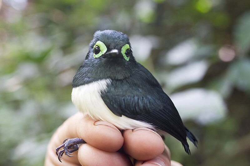File:Black-necked Wattle-eye iNaturalist.jpg