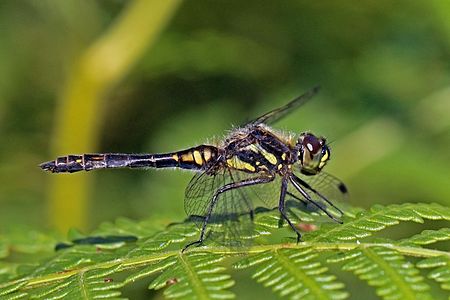 ♀ Sympetrum danae (Black Darter)