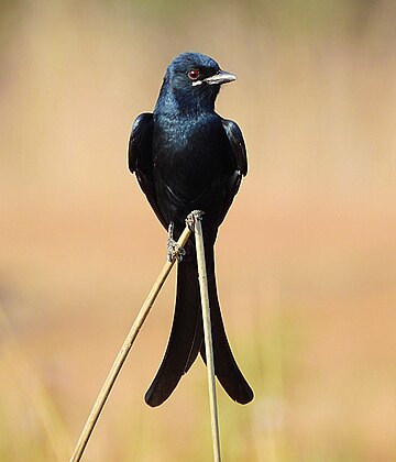 Königsdrongo