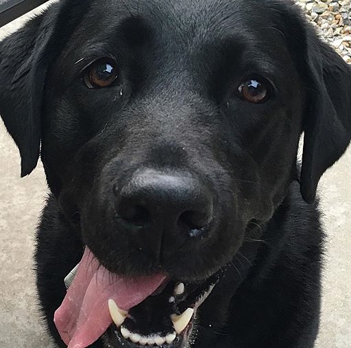 Black lab face