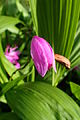 Bletilla striata