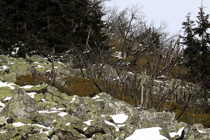 File:Blockfield in natural monument Terasy Ještědu in 2016 (4).JPG