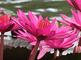 Shot at Hebbal Lake in Bangalore, India