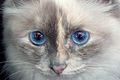 Blu-tortie-point-masch.jpg