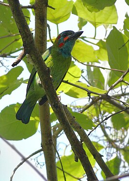 Blauwoorbaardvogel