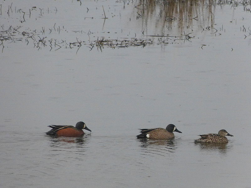 File:Blue-winged Teal pair with hybrid Blue-winged × Cinnamon Teal (12331265863).jpg