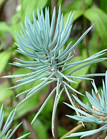 Leaves of blue chalksticks Blue Chalksticks -- Senecio.jpg