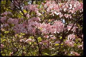 Blue Ridge Parkway BLRI9260.jpg