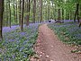 „Wald der blauen Blumen“ in Doveren