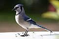 Jay azul (Cyanocitta cristata) (1547) - Relic38.jpg